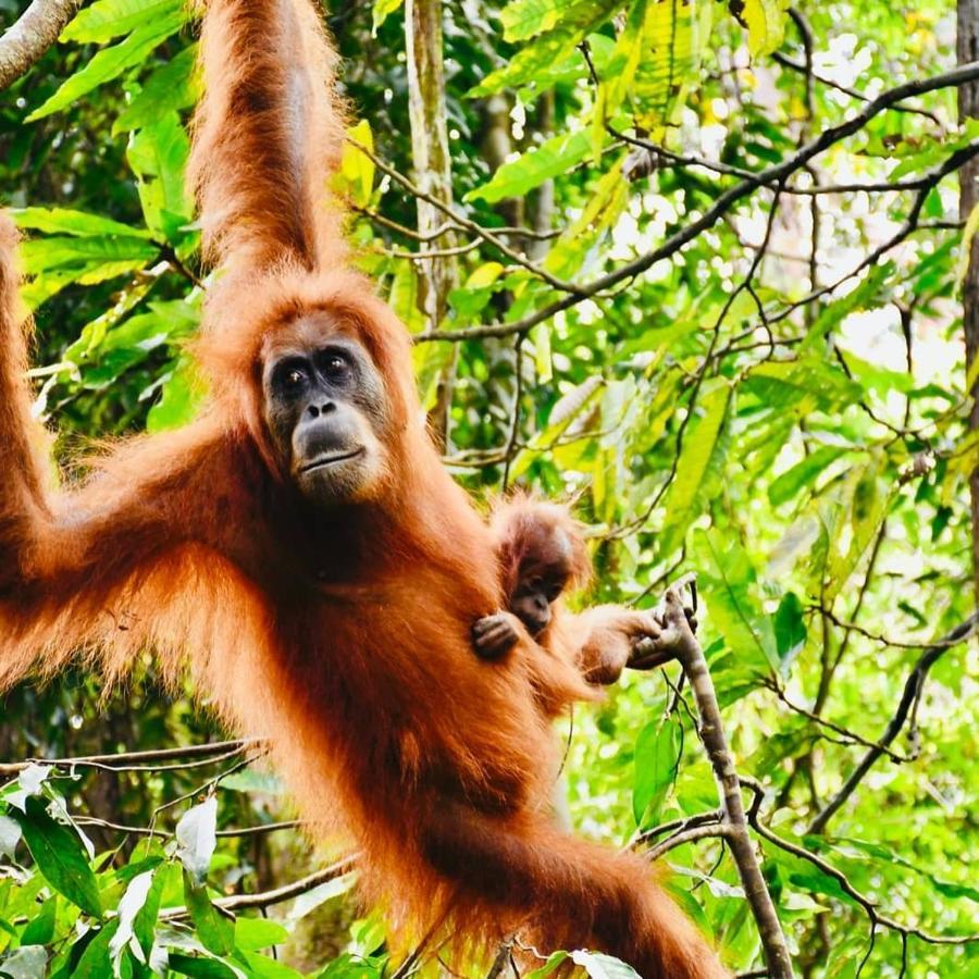 Fun Family Guest House N Jungle Tour Bukit Lawang Εξωτερικό φωτογραφία