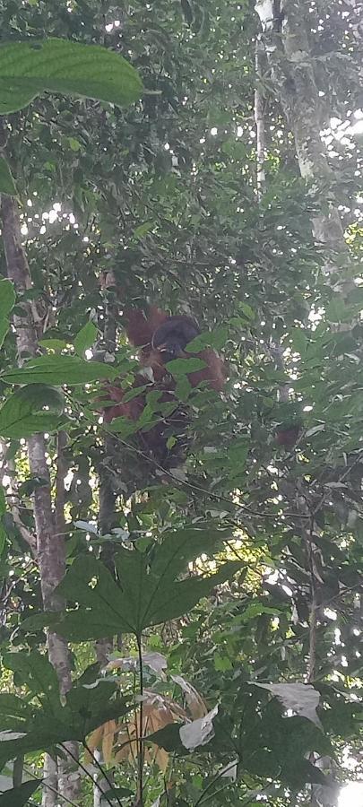 Fun Family Guest House N Jungle Tour Bukit Lawang Εξωτερικό φωτογραφία