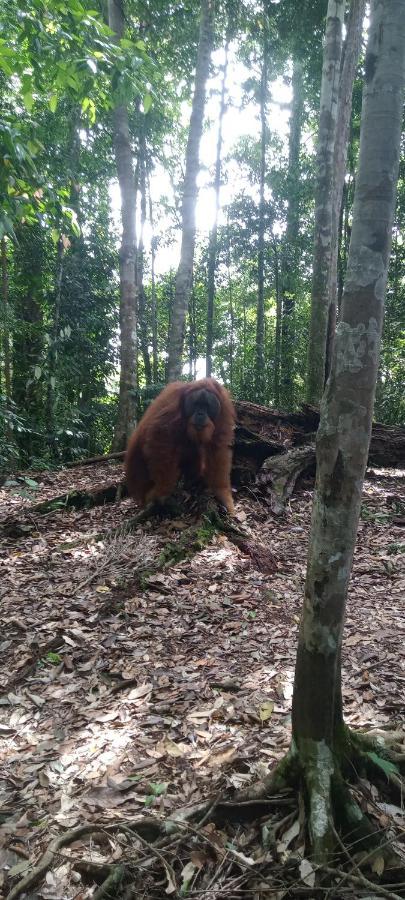 Fun Family Guest House N Jungle Tour Bukit Lawang Εξωτερικό φωτογραφία